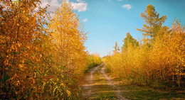 Осенними дорожками... / по лесу