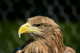 Суровый взгляд / птица в сафари парк, Геленджик