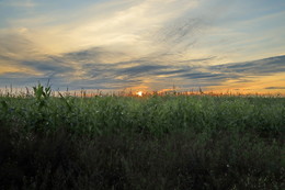 Закат над кукурузным полем / Закат над кукурузным полем