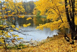 &quot;Осень, в шубу желтую одета ...&quot; / &quot;Скинуло кафтан зеленый лето,
 Отсвистали жаворонки всласть.
 Осень, в шубу желтую одета,
 По лесам метелкою прошлась ...&quot;
 Д.Кедрин