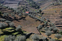 Виноградники долины Дору / В долине реки Дору выращивают виноград для лучших португальских портвейнов.
