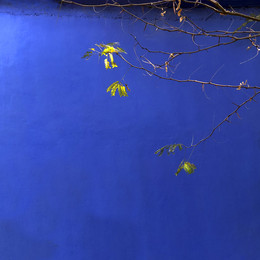 Этюд на синем / ...в саду дома Фриды Кало.