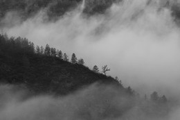 Утро лес туман / Горный Алтай, Чемальский район