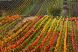 Виноградное дерево / Моравия, осень, Чехия