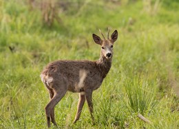 Майским утром. / Косуля европейская. Май, время смены гардероба.