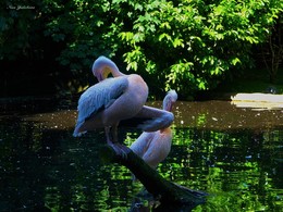 Два пеликана / Зоопарк Гамбурга