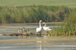 Семья. / Прекрасная лебединая семья на островке .