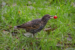 Вкусняшка / ***