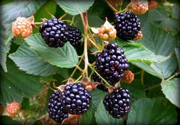 ЕЖЕВИКА. / СЕНТЯБРЬ.ОСЕНЬ.ДАЧА.