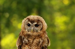 Загрустил / Снято на бульварном кольце.