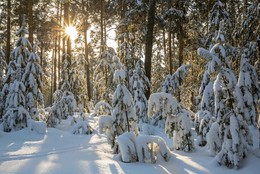 лес после снегопада / Татарстан,лесопарк Лебяжье