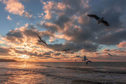 Море и чайки / Крым