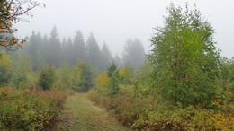 Дорожка в туманную осень / Прогулки в тумане