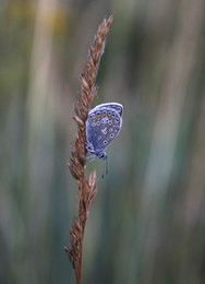 голубянка / Голубянки- семейство дневных бабочек. Насчитывает более 5200 видов в мировой фауне, из них около 450—500 — в умеренном поясе северного полушария.