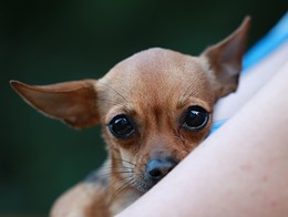 Под надежной защитой. / Очень маленькая собачка на руках у своей хозяйки.