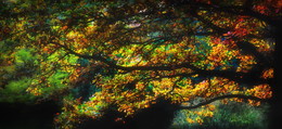Осенняя палитра / Парк Коломенское , на фото ветви дуба с листьями в осенних красках