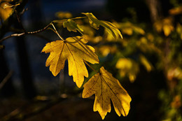 &nbsp; / Осенняя листва клена в лучах заходящего солнца.
