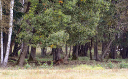 Олень на отдыхе. / Крупный олень устроился на отдых под кроной деревьев.