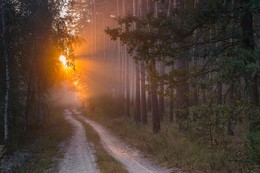 Из серии &quot;Утро в лесу&quot; / Теплый утренний свет в осеннем лесу!