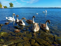 Лебеди, чайки, парусник / Шверин. 2018