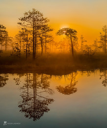 Отражение / Туманный рассвет на болотно-озёрном комплексе.
Из фотопроекта «Магия Ленинградской области».