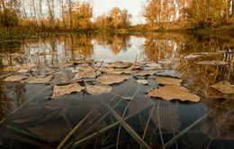 Листья осени на воде... / ПрироДА.
