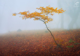 Осень / Лес на Демерджи, Крым.