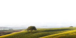 Foggy morning in Tuscany / Tuscany, Italy