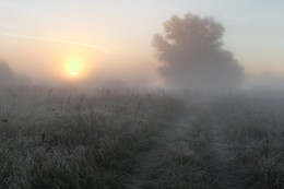 Туманным утром! / рассвет,туман,дорога