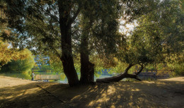 Старое дерево / В Харитоновском парке