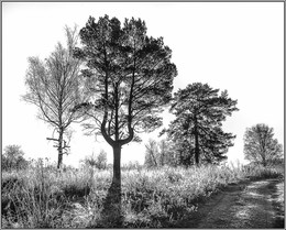 Графика осени / Утро в октябре.