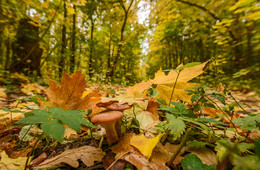 Осень... / Осенний лес...