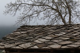 Весенняя графика. / Распускающееся дерево над крышей дома.