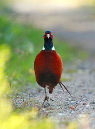 Идет в атаку на фотографа / Обыкновенный фазан