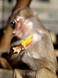 УМИЛЕНИЕ / или Какая прелесть эта ОСЕНЬ