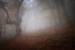 Perfect fog / Демерджи,Крым