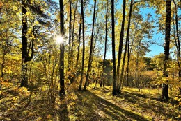 "Распутная дремала осень ..." / "На плечи легкий шелк набросив,
 Места прелестные прикрыв,
 Распутная дремала осень,
 Колени ветру обнажив.
 Она спала , забыв тревоги,
 Никто не смел ее будить,
 И ветру тихо по дороге
 Пришлось на цыпочках ходить ..."
 Елена Койда