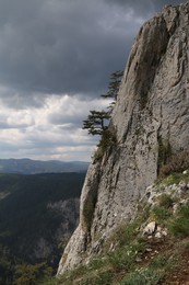 Вопреки всем законам. / Сосны на отвесной скале.