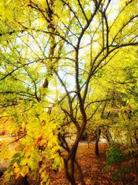 Запах осени / Золотая осень