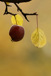 Запах осени / Это осень, мой друг! Это клюв журавля,
это звук сотрясаемых в яблоке зерен.
© Юнна Мориц