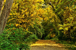 Запах осени / Осень в ботаническом саду