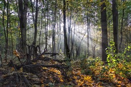 Запах осени / Октябрьский туман почти рассеялся, но в лесу ещё играет в лучах яркого солнца. Минск. Район улицы Филимонова