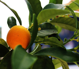 Запах осени / Китайский апельсин созрел на оКорфу