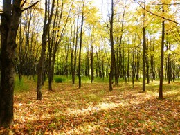 Запах осени / Осенний лес