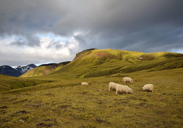 Исландская пастораль / Все оттенки зеленого в стране вулканов и ледников