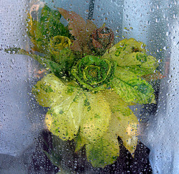 Осенние розы / осенние листья, за стеклом,капли дождя