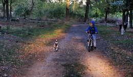 На перегонки... / Вечер.Парк.Мальчик на велосипеде.Его собачка мчится рядом.Гонки.