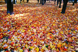 Осенний ковер / Самая красивая осень в моей жизни.