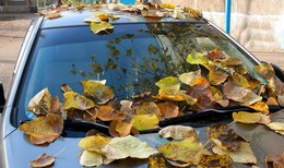 Осенний мотив / У последних деревьев начинает покидать осенний лист и покрывать землю предметы. https://cloud.mail.ru/public/FXRK/ZuCqYGySE