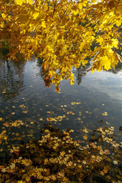 &nbsp; / Золотая осень в Гатчинском парке